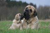 MASTIFF